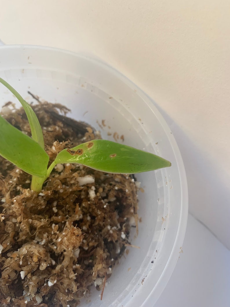 Variegated Imperial Green Philodendron image 9