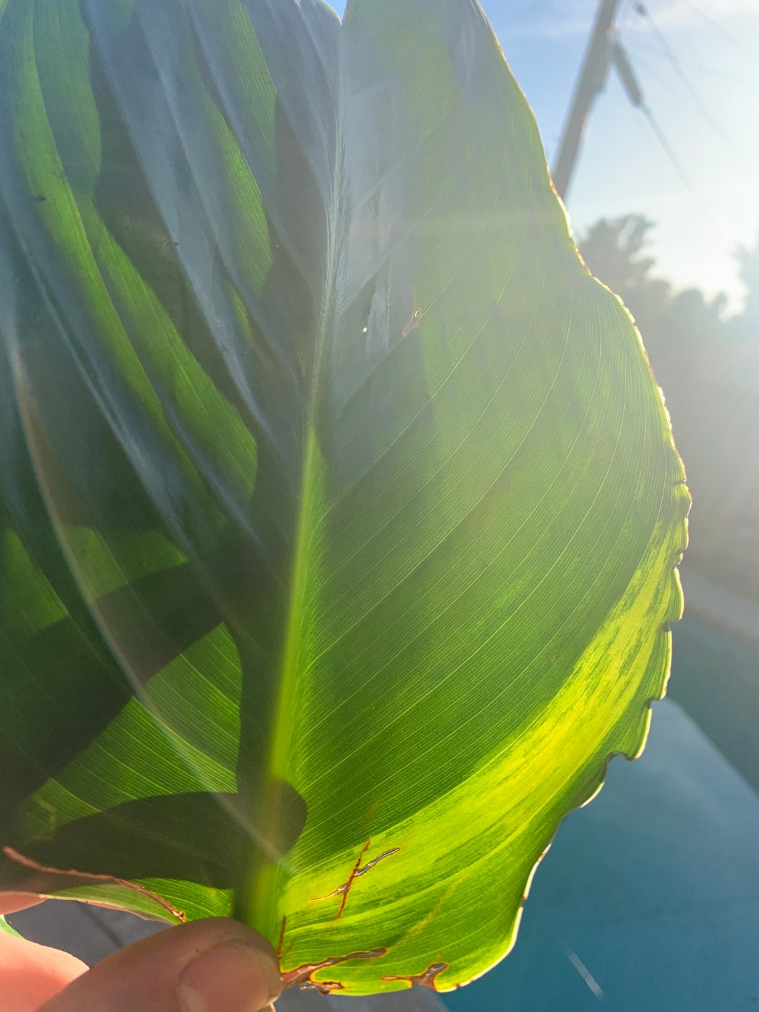 Variegated Bird Of Paradise