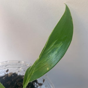 Variegated Imperial Green Philodendron image 3