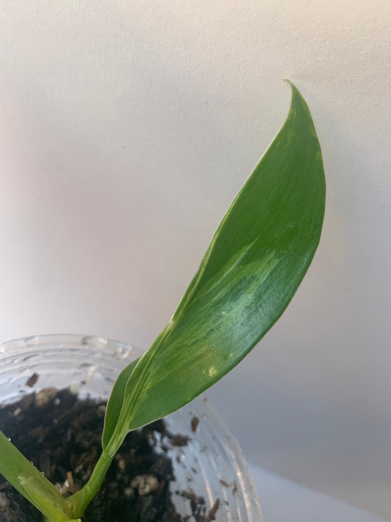 Variegated Imperial Green Philodendron image 3