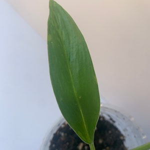 Variegated Imperial Green Philodendron image 5