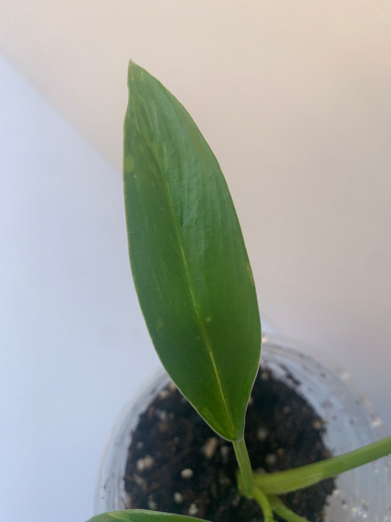 Variegated Imperial Green Philodendron image 5