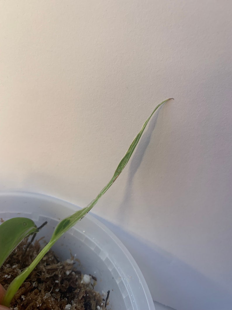 Variegated Imperial Green Philodendron image 10