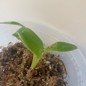 Variegated Imperial Green Philodendron In moss (B)