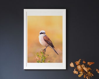 Bird portrait, Photo print | Red-backed shrike | orange | morning mood | Living room