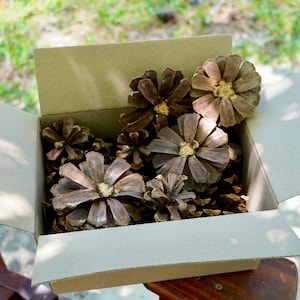 Pinecone Flower box, Decorative flower, Extra large pinecone flowers, pine cone craft supply image 1