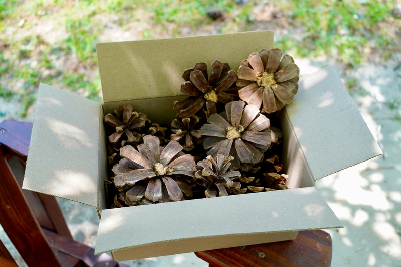 Pinecone Flower box, Decorative flower, Extra large pinecone flowers, pine cone craft supply image 1