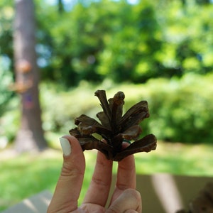 Pinecone Flower box, Decorative flower, Extra large pinecone flowers, pine cone craft supply image 6