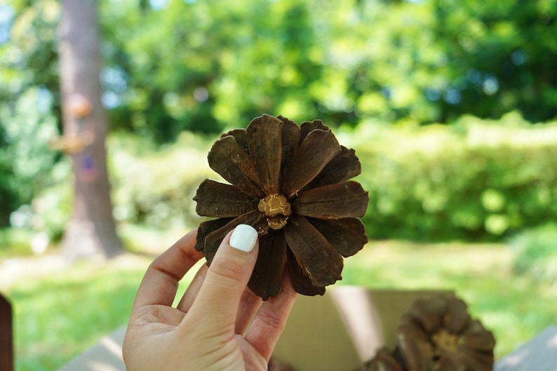 Pinecone Flower box, Decorative flower, Extra large pinecone flowers, pine cone craft supply image 5