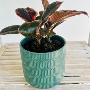Olive Green Pattern Ceramic Plant Pot for Indoor Plant 12cm Boho Chic Décor