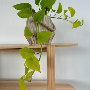 Golden Neon Pothos Indoor Plant (Epipremnum Aureum Ivy) 12cm Boho Chic Décor