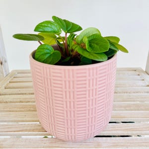 Blush Pink Pattern Ceramic Plant Pot for Indoor Plant 12cm Boho Chic Décor