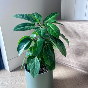May include: A green potted plant with large, dark green leaves. The plant is in a light green ceramic pot.