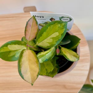 May include: A potted Hoya tricolor plant. The leaves display a mix of green, yellow, and pink variegation. A white label with the name "Hoya tricolor" is attached. The plant is placed on a light wooden surface.