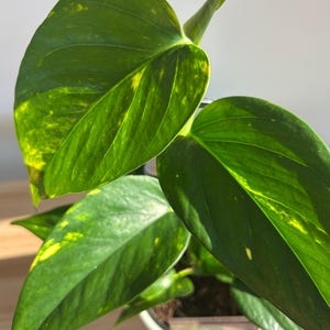 Devil's Ivy Indoor Plant (Epipremnum Aureum Ivy) 12cm Boho Chic Décor