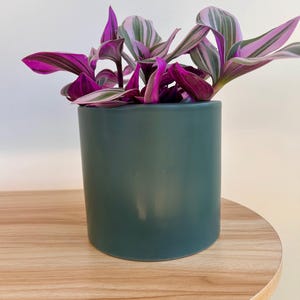 May include: A teal cylindrical pot holds a houseplant with striking purple and green striped leaves. The plant sits on a light wood-grain surface, creating a contrast of colours and textures. The plant's leaves are a deep magenta and green.