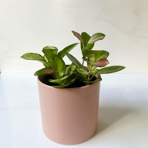 Blush Pink Ceramic Plant Pot for Indoor Plant 12cm Boho Chic Décor