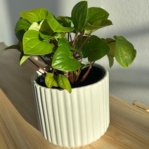 May include: A Peperomia plant with bright green, heart-shaped leaves in a white, ribbed ceramic pot. The plant has reddish stems and is set on a light-coloured wooden surface. The pot is approximately 10 cm in diameter.