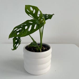 May include: A Monstera adansonii plant with dark green, heart-shaped leaves featuring natural oval perforations, potted in a white, cylindrical ceramic planter with three horizontal, rounded ridges encircling the exterior of the vessel.