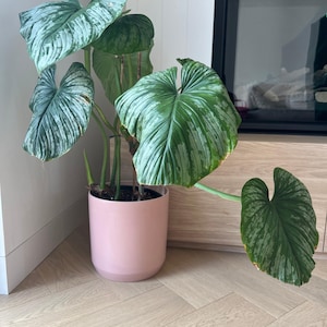 May include: A large houseplant with large, green leaves with silver variegation. The plant is in a pink ceramic pot. The plant is sitting on a light wood floor.