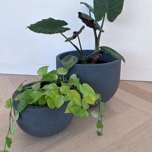 May include: Two grey ceramic planters with green plants. The larger planter has a leafy plant with large leaves. The smaller planter has a trailing plant with small, round leaves.