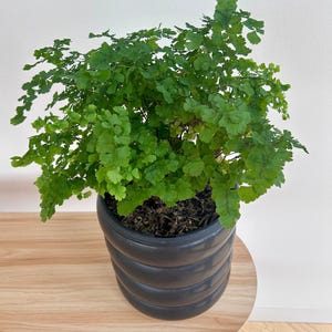 Maidenhair Fern (Adiantum Fragrans) 19cm Boho Chic Indoor Plants