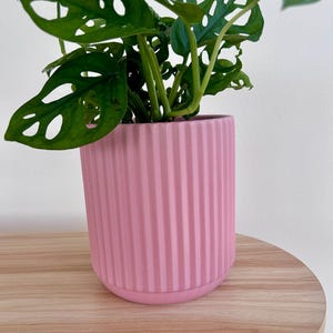 Puede incluir: Una planta en maceta con hojas verdes y una maceta rosa acanalada. La planta tiene hojas verdes perforadas con agujeros. La maceta está sobre una superficie de madera clara. El fondo es una pared blanca lisa.
