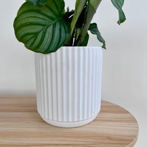 May include: A white, ribbed ceramic plant pot holding a green plant with large, patterned leaves. The pot sits on a round, light-colored wooden table. The plant's leaves have a prominent striped pattern.