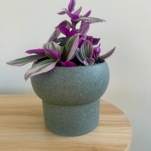 May include: A teal-coloured ceramic pot with a speckled finish, containing a Wandering Jew plant. The plant features purple and green leaves with pink stripes. The pot is on a light-coloured wooden surface.