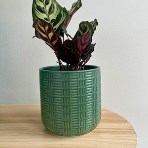 May include: A Calathea plant in a sage green ceramic pot. The plant has green, burgundy, and cream-coloured leaves. The pot has a textured design and sits on a light wood surface. The background is a white wall.