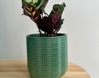 potos plants Epipremnum Aureum 'Neon' Pothos | Easy to Care for Trailing Houseplant main image 0