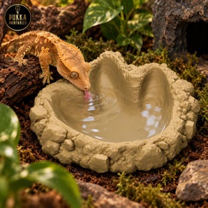 Op de afbeelding: Een beige, rotsachtige waterbak in de vorm van een pootafdruk, gevuld met water. Een wimpergekko met een bruin en beige patroon op de huid zit op een stuk hout en steekt zijn roze tong uit om uit de waterbak te drinken.