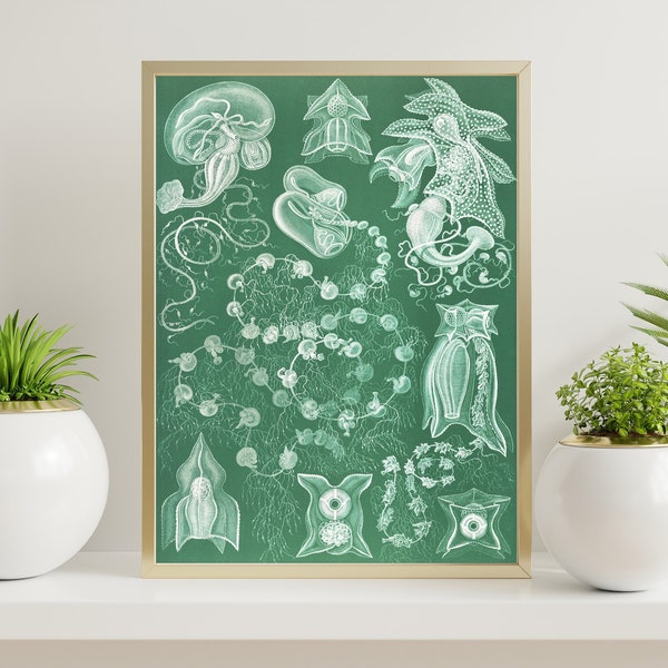 Scientific Illustration Prints Etsy