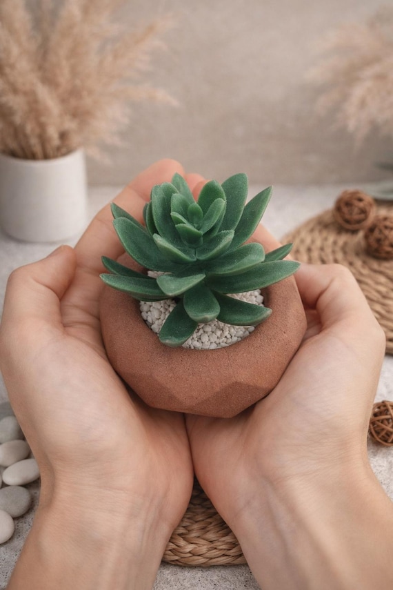 best indoor plant pots with drainage The Sill Best Sellers Duo Houseplants, Medium in Black main image 1