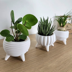 Op de afbeelding: Drie witte keramische plantenpotten met drie verschillende planten. De potten hebben een getextureerd, geribbeld ontwerp en drie poten. De planten zijn een succulent, een geldboom en een spinplant.