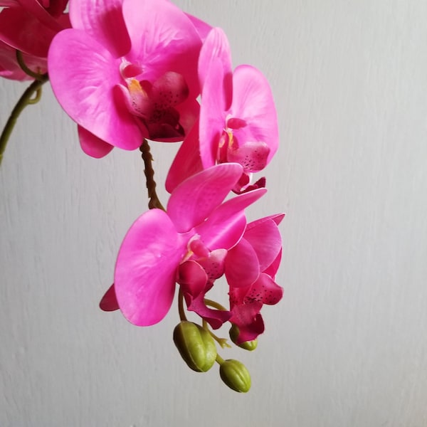 Grande orchidée fuchsia