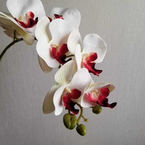 Orchidée géante en forme de coeur percé