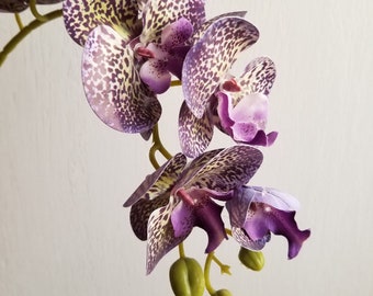 Speckled Purple Jumbo Orchid