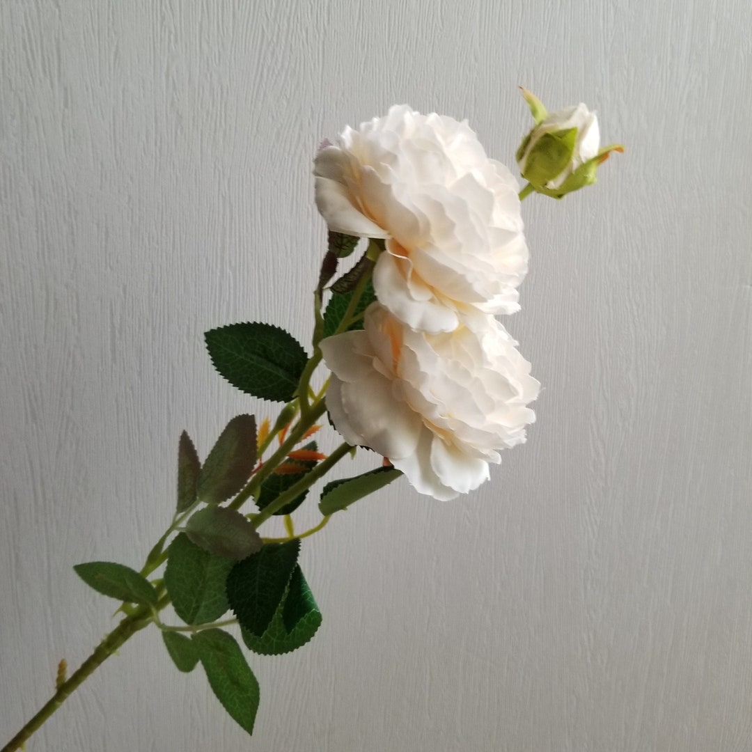 3-head Champagne Cottage Rose Spray - Etsy