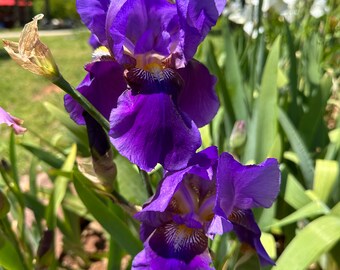 Two Beautiful Deep Purple Iris. Eleanor Roosevelt. SHIPS NOW!