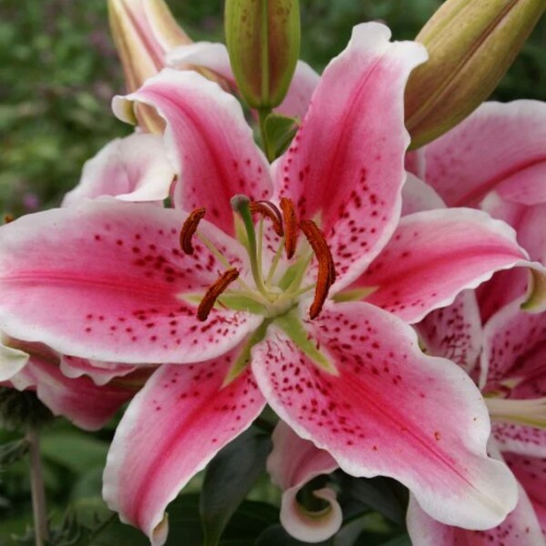 CLASSY PINK Oriental lily-Stargazer