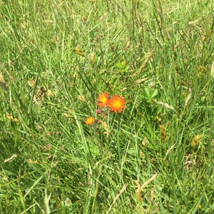 Wild Flowers