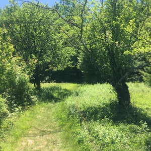 Mountain Trail
