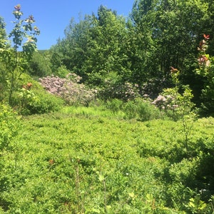 Mountain Meadow