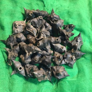 Water Caltrops, Bat Nuts, Cow Heads, Devil Head, Horn Nut, Spike Nut, Devil Pod Seeds, Water Chestnuts