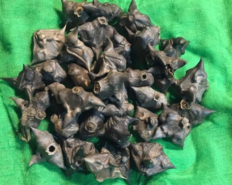 Water Caltrops, Bat Nuts, Cow Heads, Devil Head, Horn Nut, Spike Nut, Devil Pod Seeds, Water Chestnuts