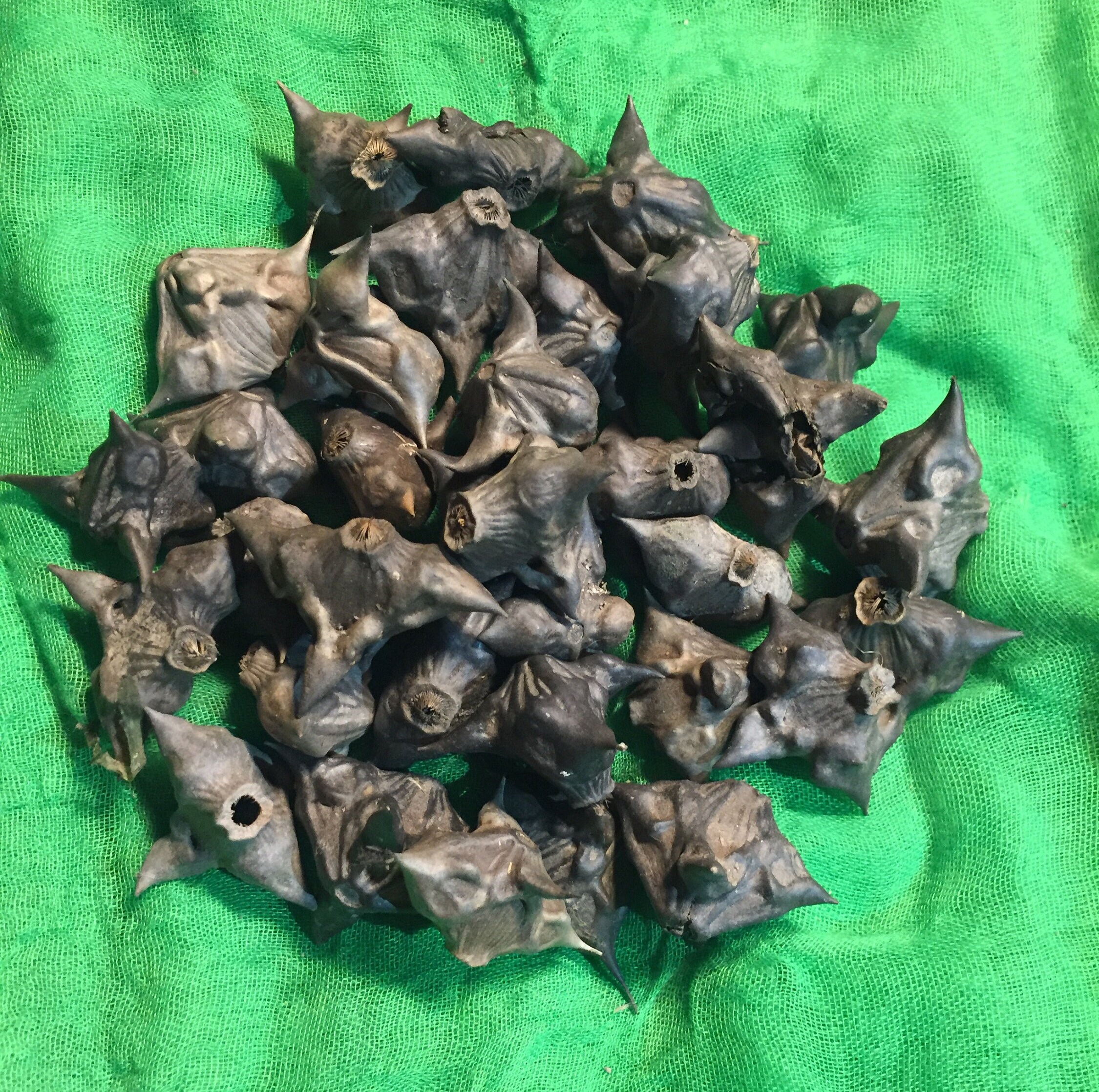 Water Caltrops, Bat Nuts, Cow Heads, Devil Head, Horn Nut, Spike Nut
