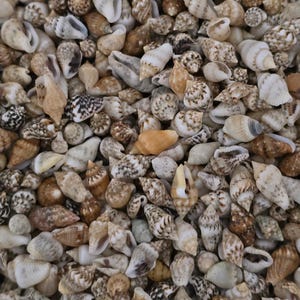 May include: A collection of small, assorted seashells in various shades of brown, white, and gray. The shells are mostly cone-shaped and have intricate patterns.
