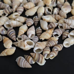 May include: A collection of small, brown and white seashells with a spiral pattern. The shells are arranged on a black surface.