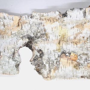 Natural Canadian Birch Tree Bark for Crafting, DIY Projects, and Rustic Home Decor 8.5&#39;&#39; x 11&#39;&#39;